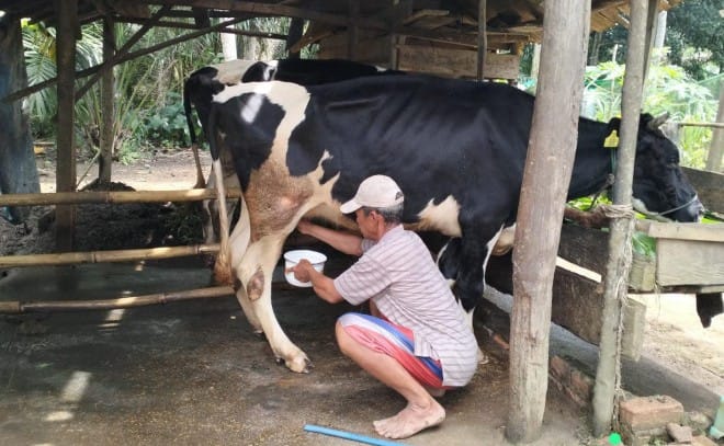 Prospek Menjanjikan, Kotawaringin Barat Kembangkan Sapi Perah