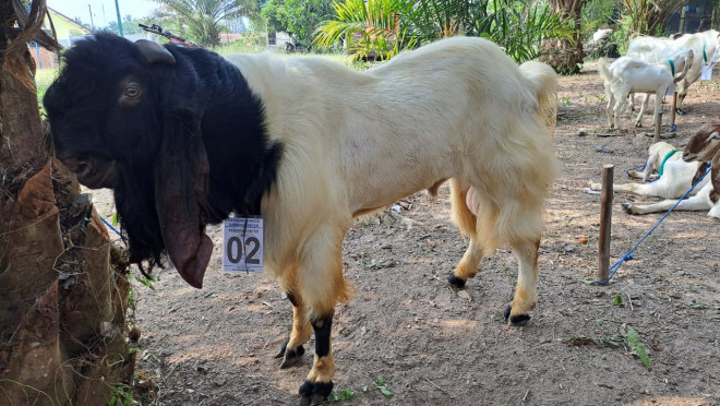 Kontes Kambing Digelar Pertama Kali di Kotawaringin Lama