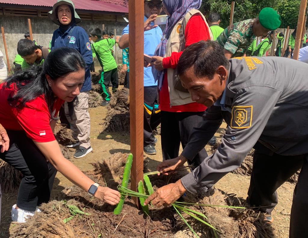 Tanam Ribuan Buah Naga, SMPN 1 Belimbing Tumbuhkan Kewirausahaan di Sekolah Lewat Bertani