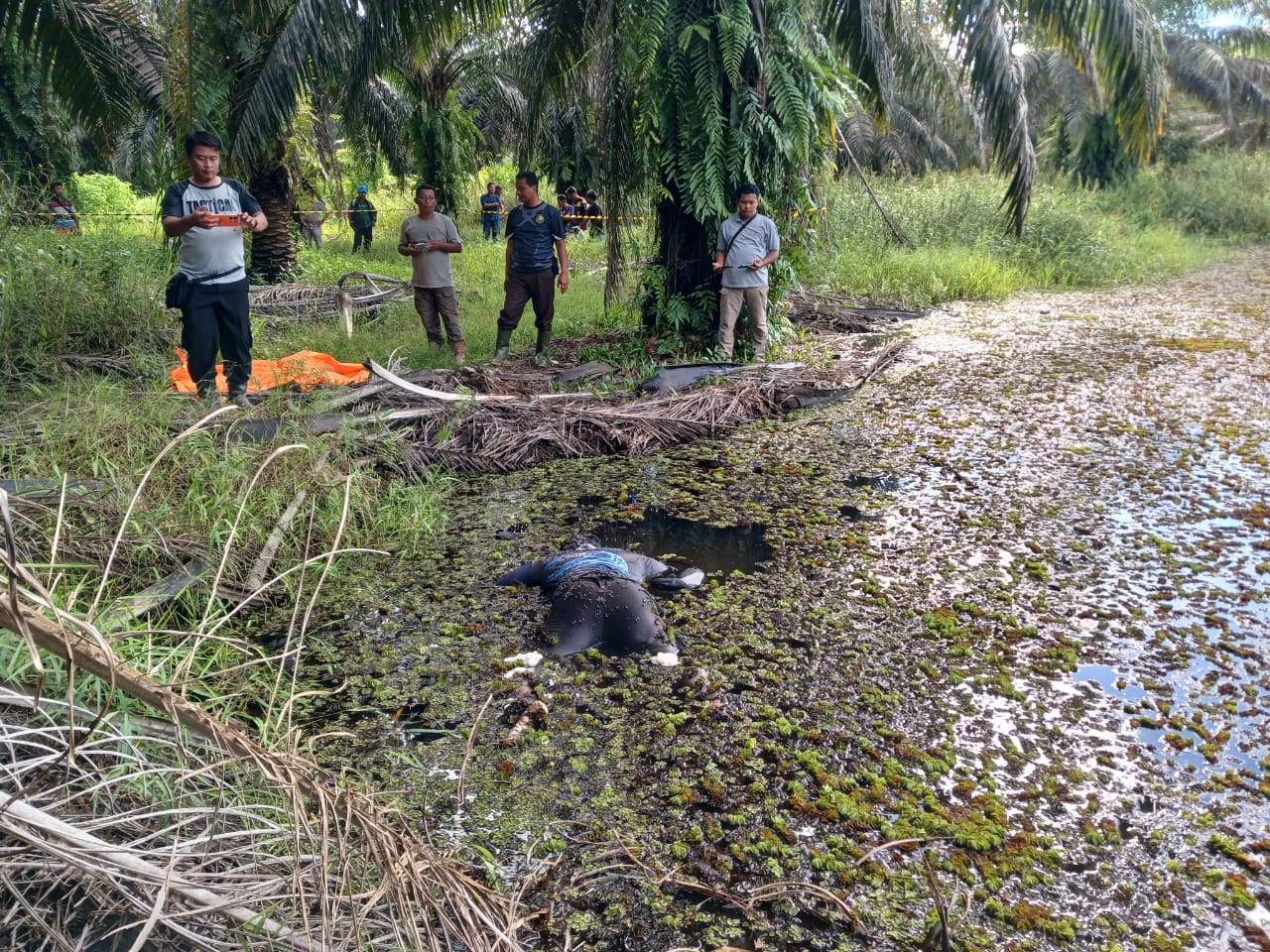 Geger, Pekerja Temukan Sesosok Mayat Pria di Kebun Kelapa Sawit di Pangkut