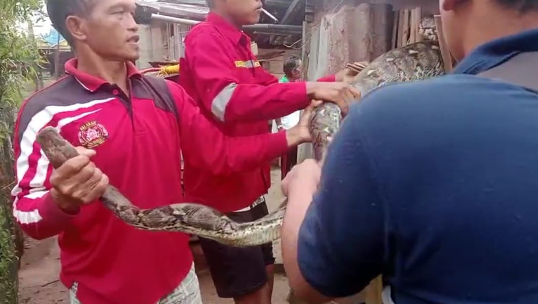 Ular Sepanjang Empat Meter Makan Ayam Ternak Warga Kumpai Batu Bawah