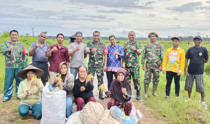 Tingkatkan Ketahanan Pangan, Kodim Lamandau Panen Padi di Desa Batu Kotam