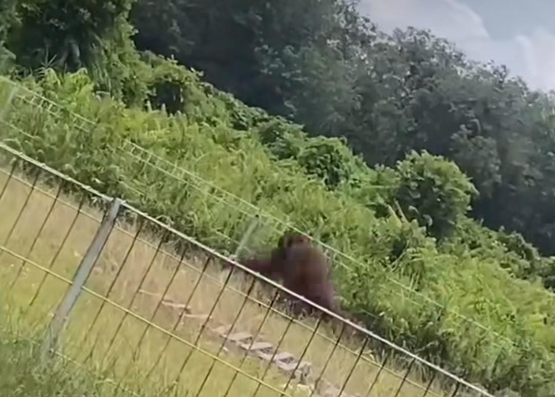 Area Bandara H Asan Sampit Dimasuki Orangutan