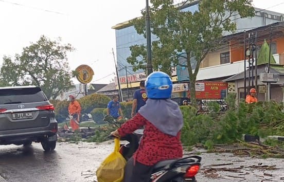 Hujan Deras dan Angin Kencang Akibatkan Kemacetan di Pangkalan Bun, Pohon Tumbang di Jalan Iskandar