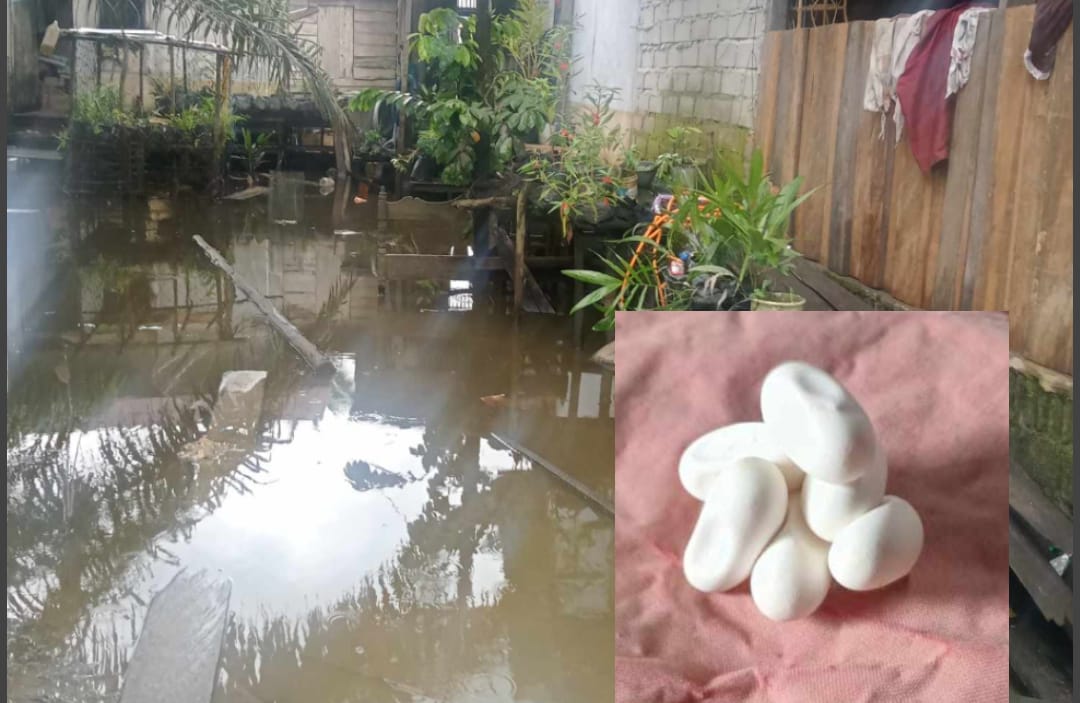 Banjir Bawa Ular ke Permukiman, Warga Temukan Telur Ular di Teras Rumah