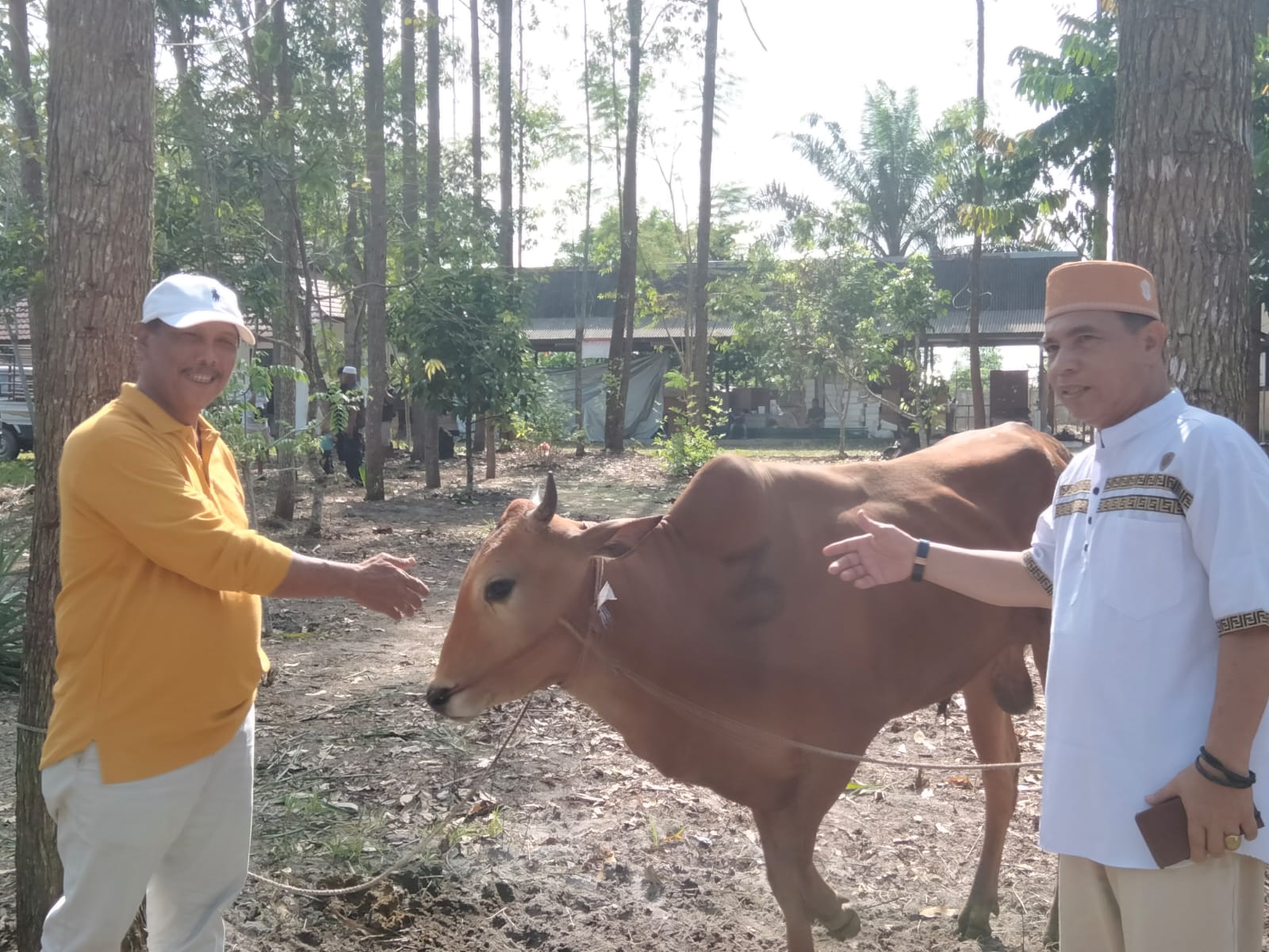 PDAM Tirta Arut Berbagi Berkah Idul Adha, Sumbang Satu Ekor Sapi