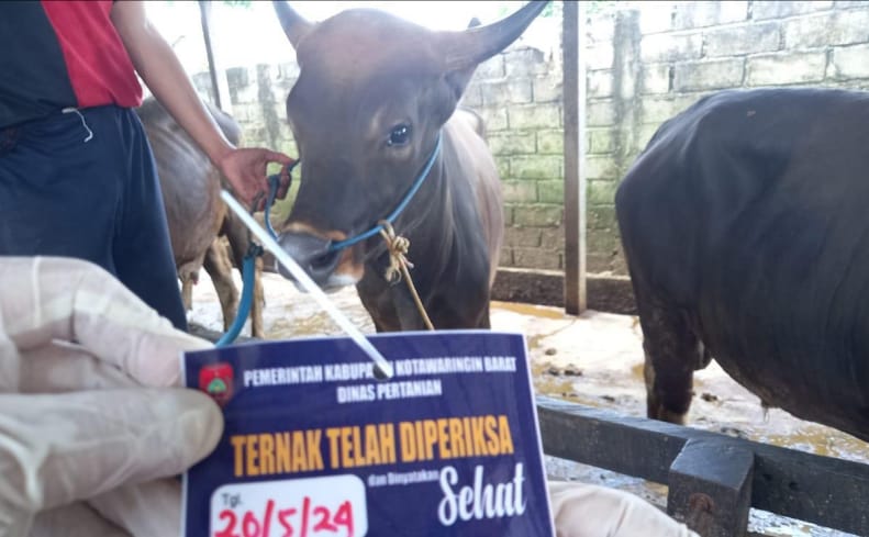 Penyembelihan Hewan Kurban di Kobar Capai 1.570 Ekor