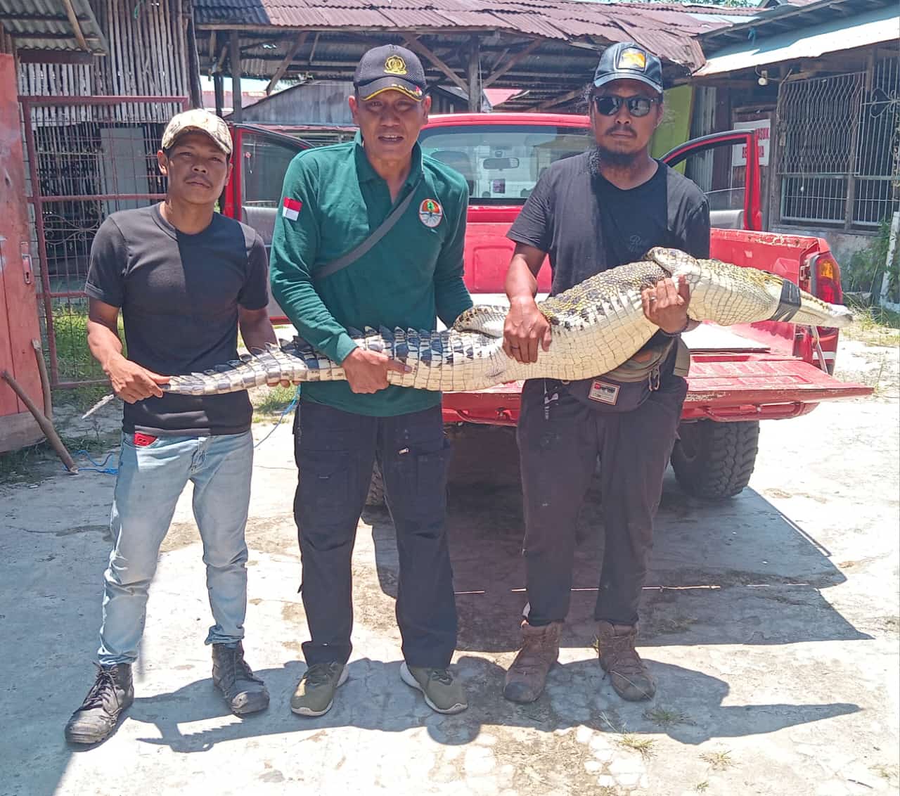 Dikira Ikan Besar, Buaya Muara Tersangkut Jaring Nelayan di Sungai Mentaya