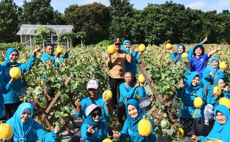 Pj Bupati Kobar Panen Melon, Dorong Warga Kembangkan Pertanian Mandiri