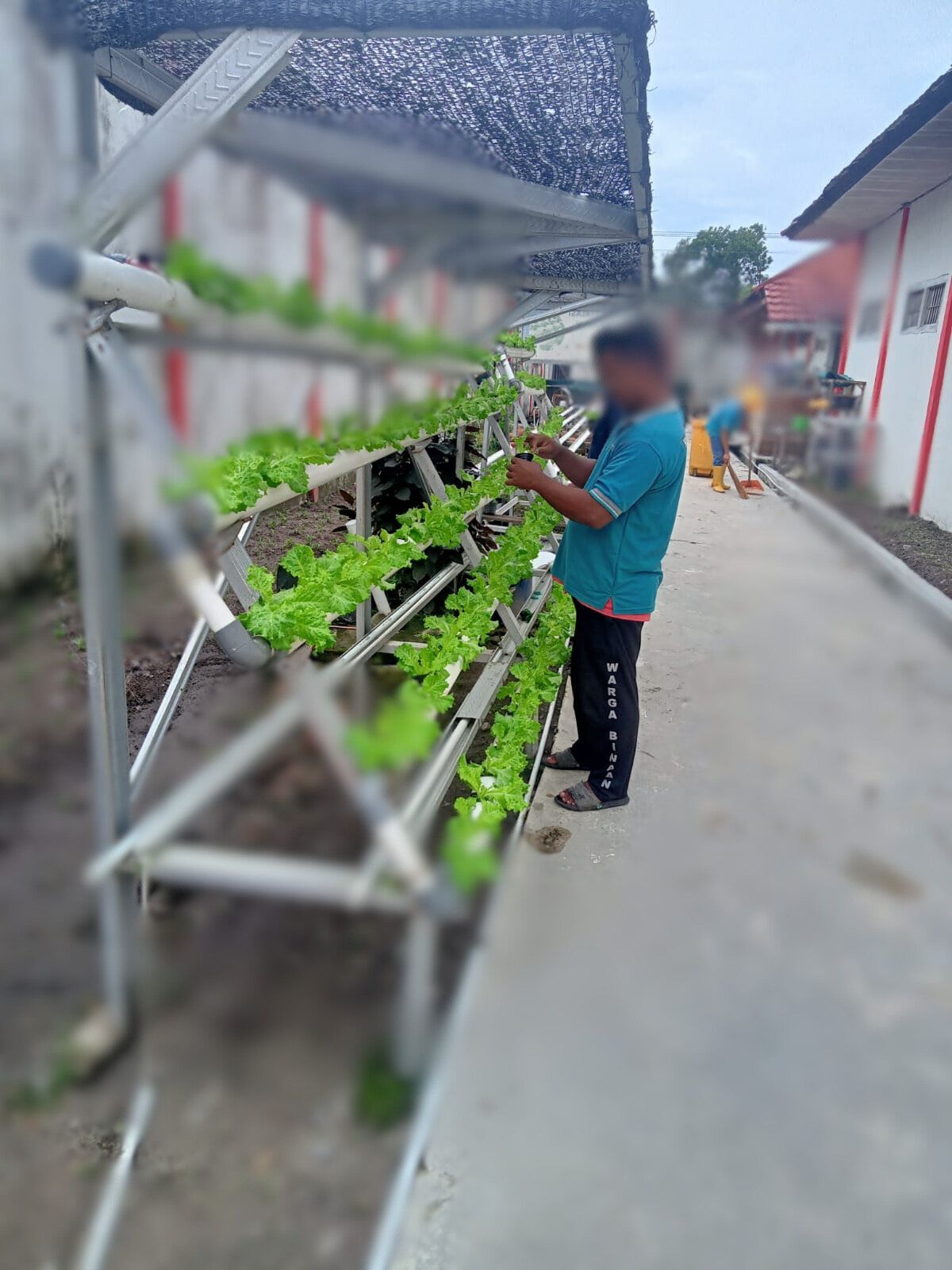 WBP Lapas Sampit Lakukan Kegiatan Pembinaan Kemandirian Melalui Penyemaian dan Perawatan Tanaman
