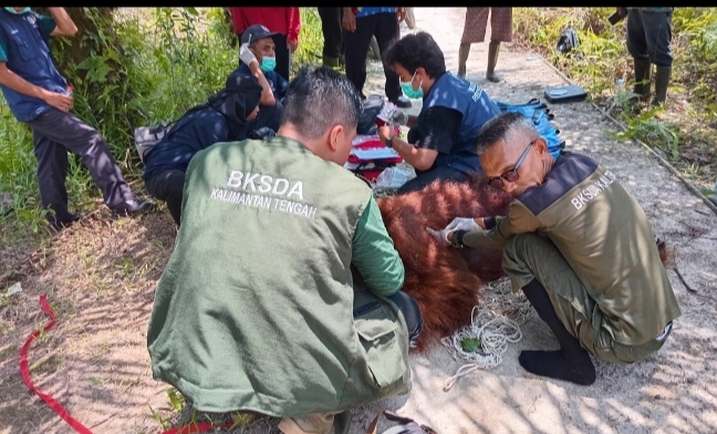 Rusak Kebun Warga, BKSDA Sampit Evakuasi Orang Utan Berat 80 Kilogram