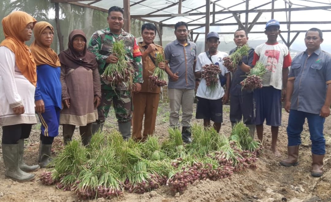 Babinsa Ipuh Bangun Jaya Bantu Petani Panen Bawang Merah untuk Dukung Ketahanan Pangan