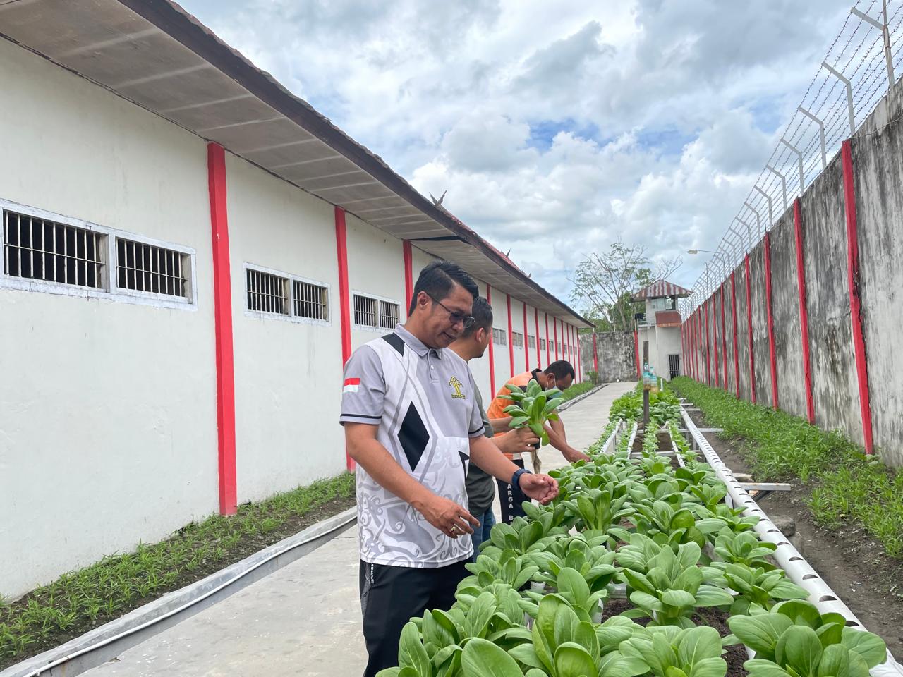Lapas Sampit Panen Sayur Pakcoy Hasil Hidroponik dari Kegiatan Pembinaan Warga Binaan