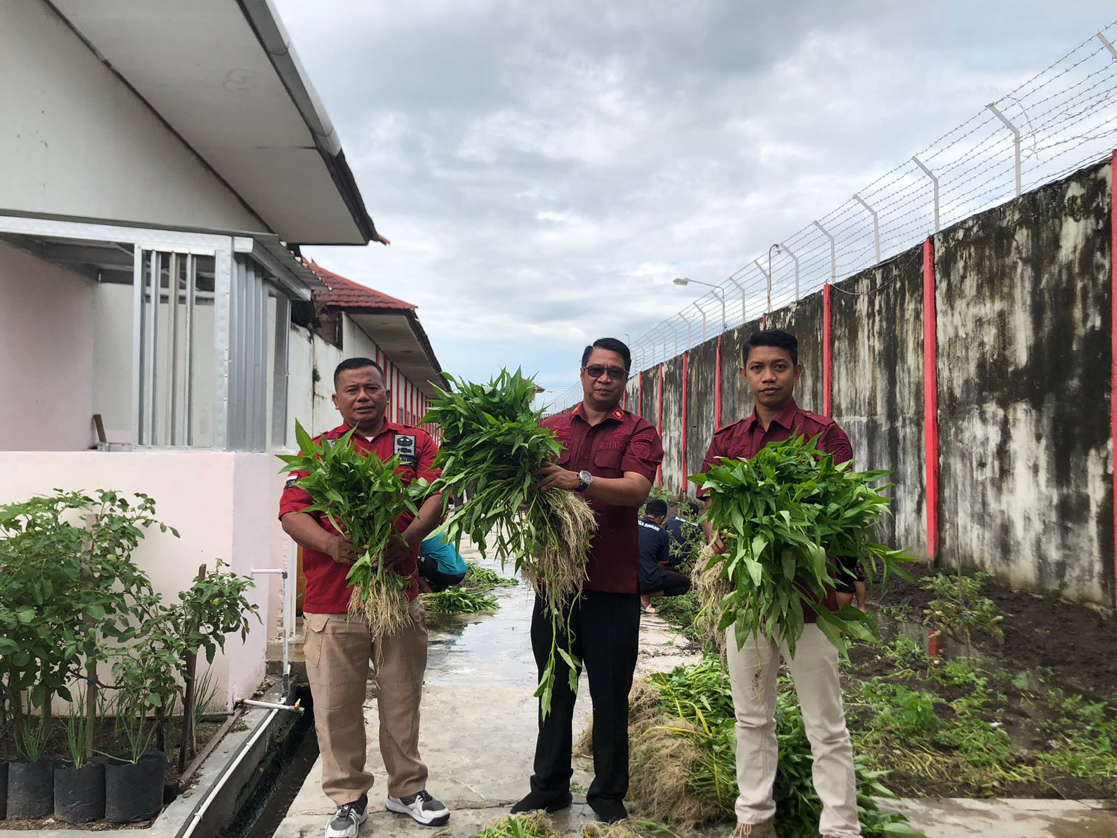 Lapas Sampit Panen Sayur Hasil Pembinaan WBP, Dukung Ketahanan Pangan Nasional