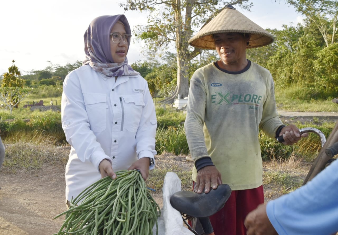 Dinas TPHP Kalimantan Tengah Perluas Akses Penyuluh Pertanian dan KUR untuk Petani