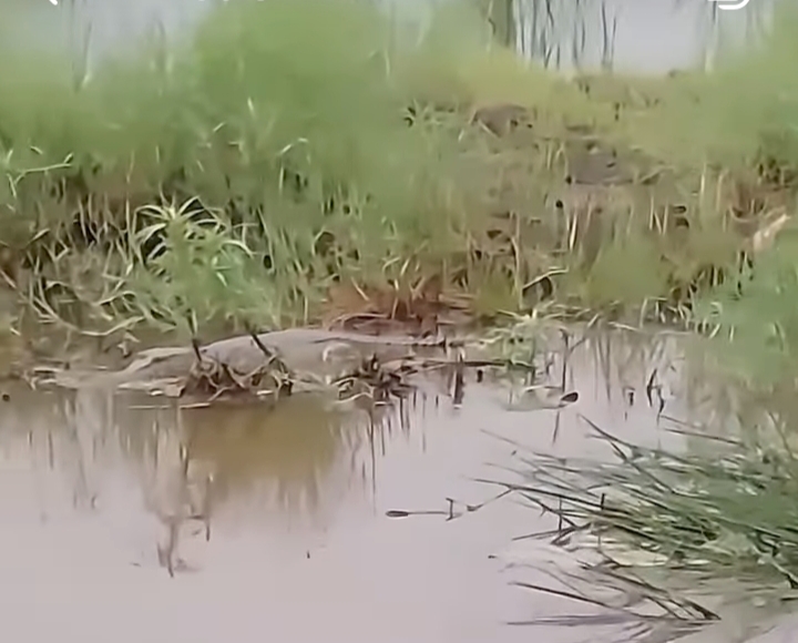 Buaya Besar Muncul di Sungai Bujur Lempuyang 