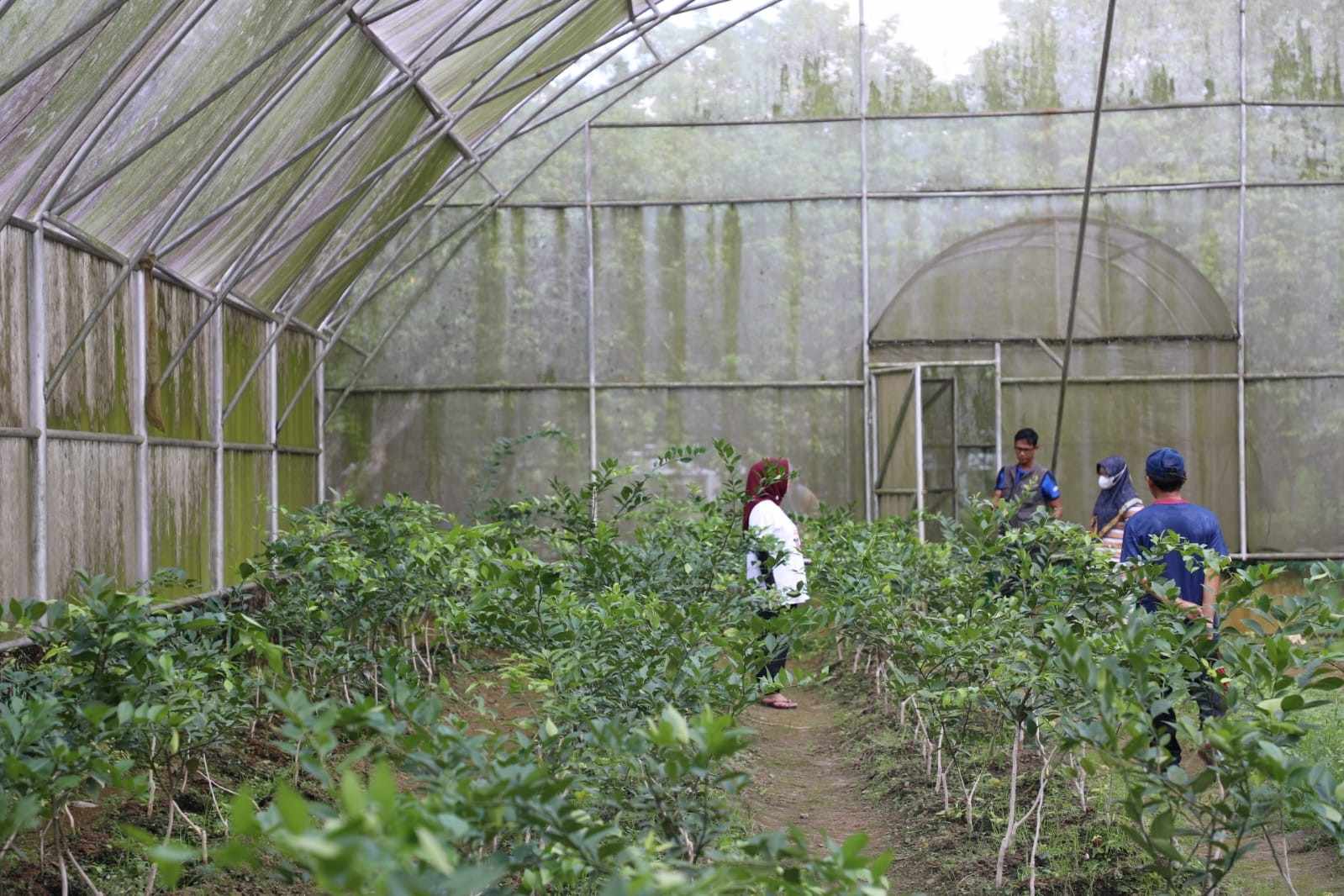 Kadis TPHP Prov. Kalteng Kunjungi IPBH untuk Pastikan Kualitas Bibit dan Tanaman Hortikultura