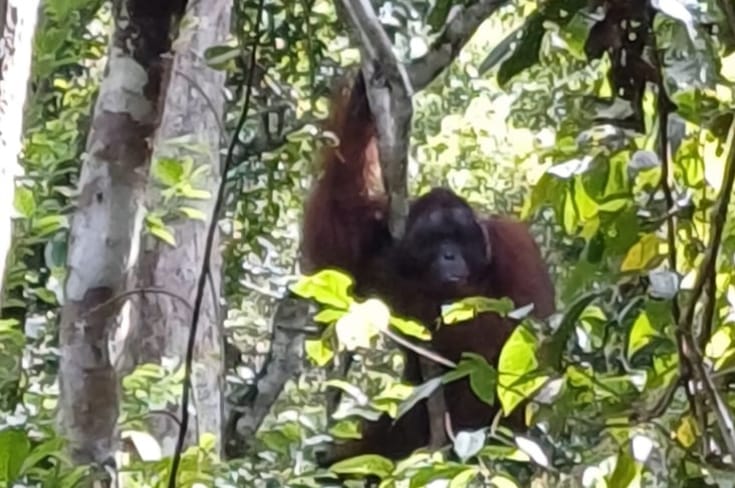 Pesona Tanjung Puting, Rumah bagi Ribuan Orangutan