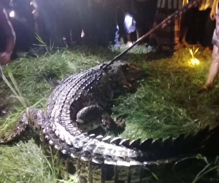 51 Korban Serangan Buaya di Kotim dalam 15 Tahun ini, 7 Orang Meninggal 