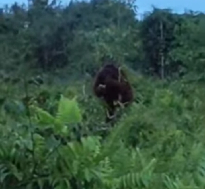 Orang Utan Besar Resahkan Warga Baamang