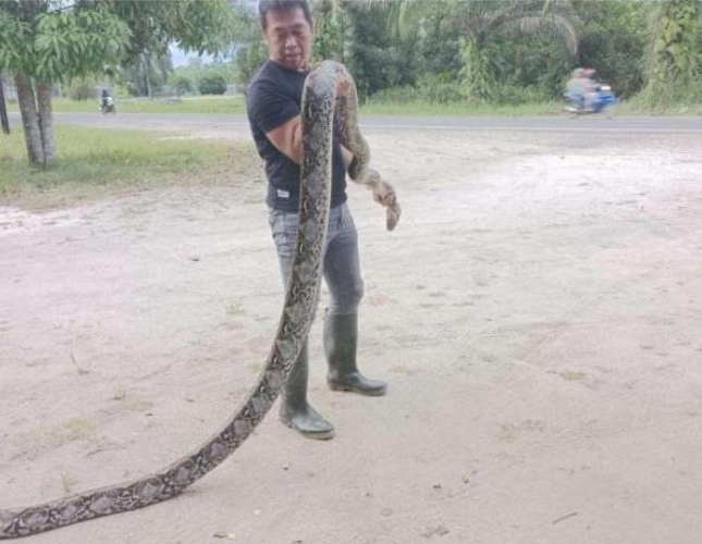Warga Sampit Tangkap Ular Piton 8 Meter Sendirian 