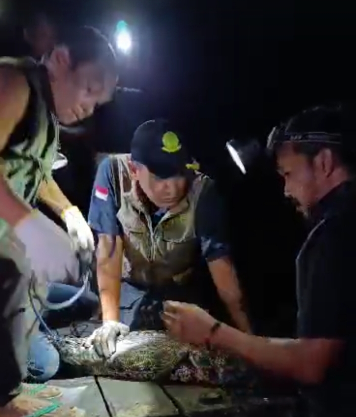 Buaya Viral Diberi Makan Warga Dievakuasi BKSDA