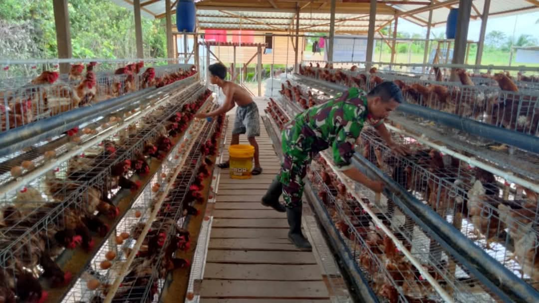 Siapa Bilang Tentara Cuma Bisa Perang? Koptu Na’im Sukses Beternak 2.600 Ayam Petelur