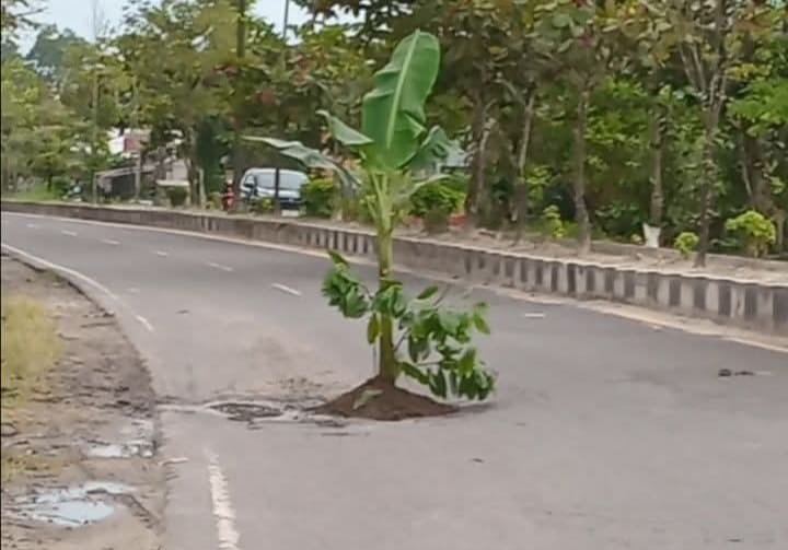 Protes Kreatif, Warga Tanam Pohon Pisang di Jalan Rusak Plingkau Arut Selatan