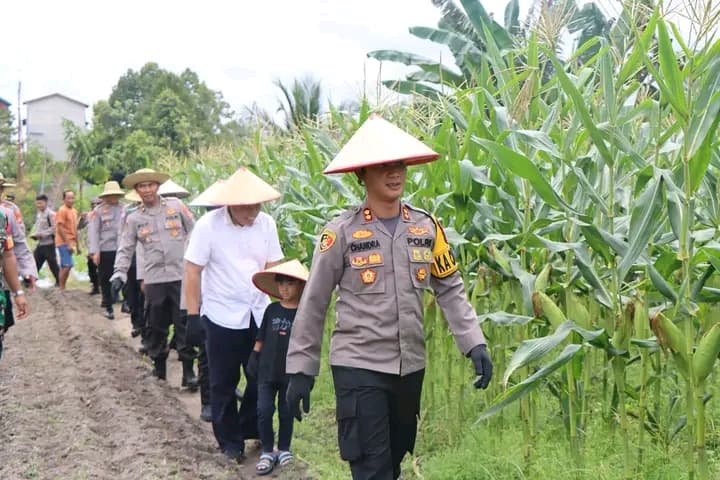 Dukung Ketahanan Pangan, Polres Katingan Panen Raya Jagung