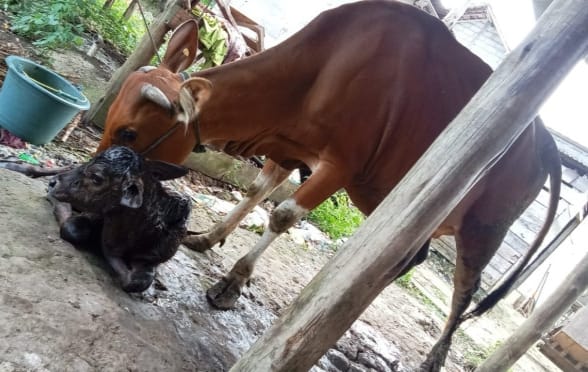 Keajaiban di Pangkalan Banteng: Sapi Bali Lahirkan Pedet Wagyu, Peternak Terkejut!