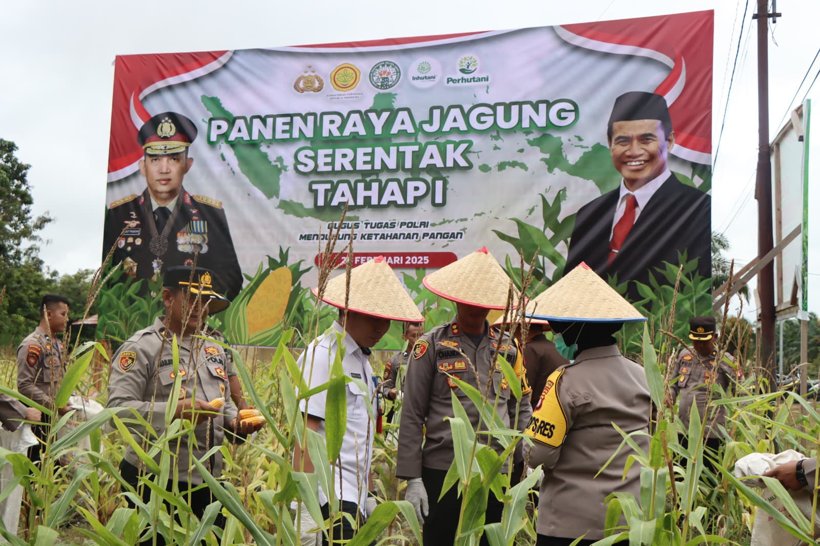Dukung Ketahanan Pangan, Polres Katingan Panen 100 Kg Jagung Hibrida