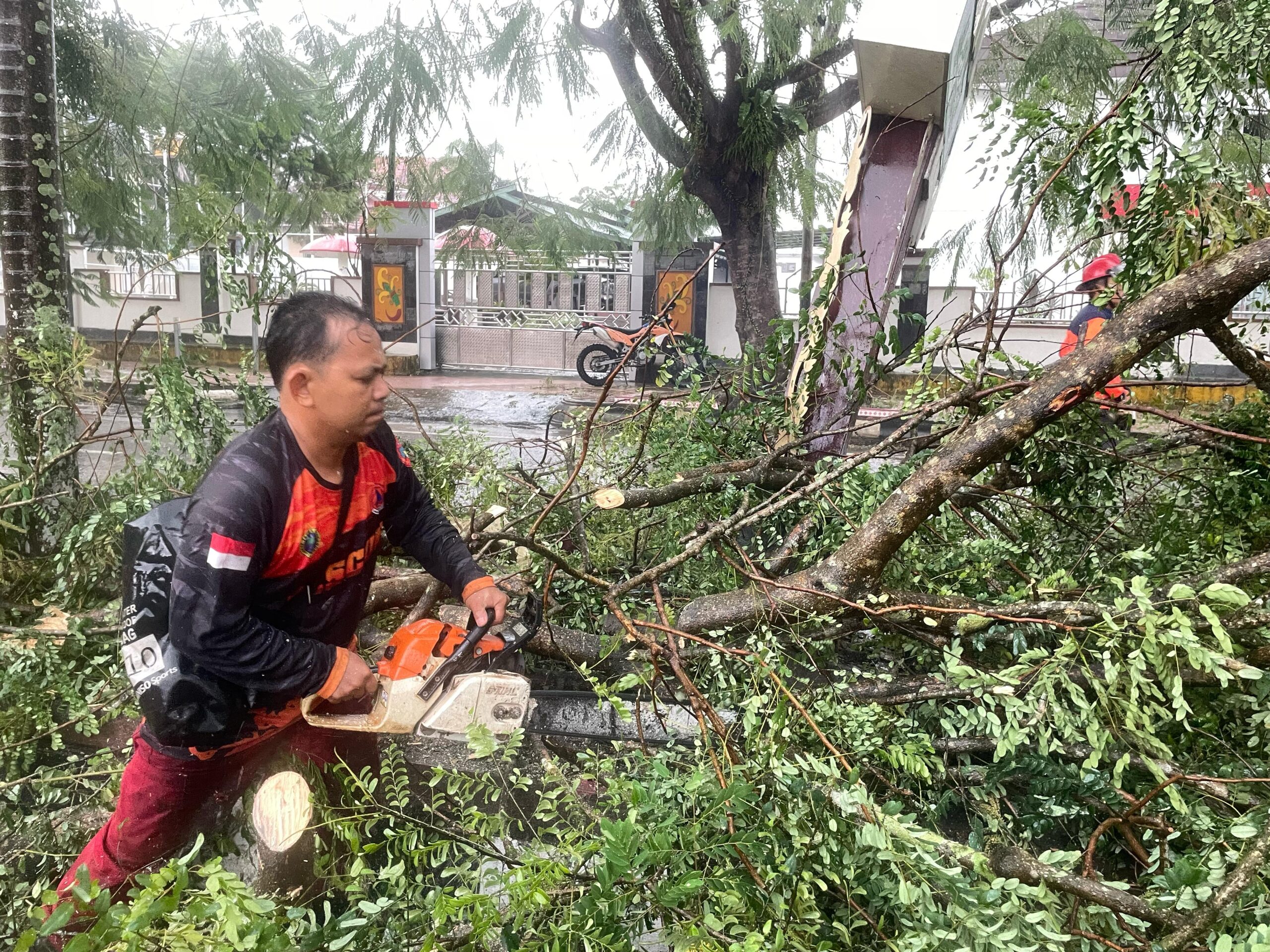 Dilanda Hujan dan Angin Kencang, Tujuh Pohon Tumbang di Pangkalan Bun