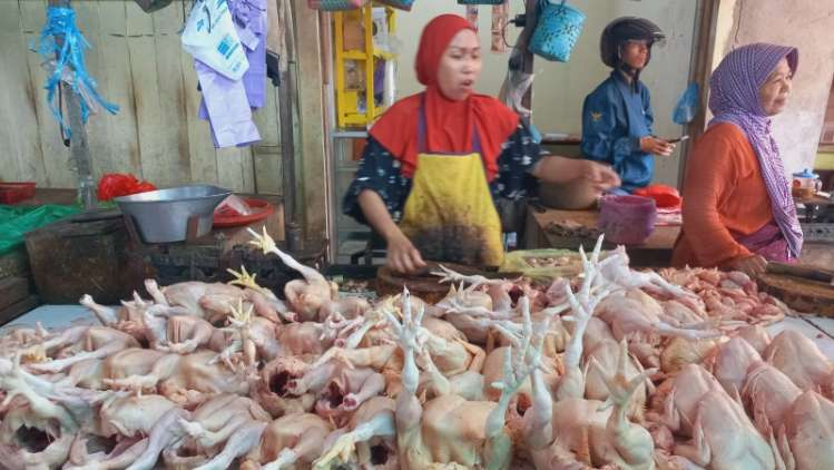 Harga Ayam di Kotim Merosot Pasca Lebaran 