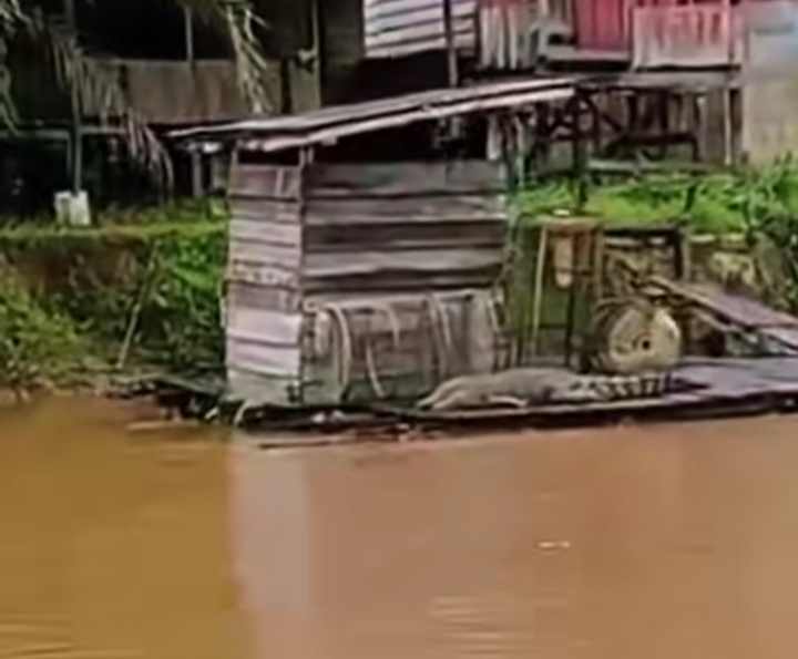Buaya Besar Berjemur di Atas Lanting Warga di Sungai Tualan