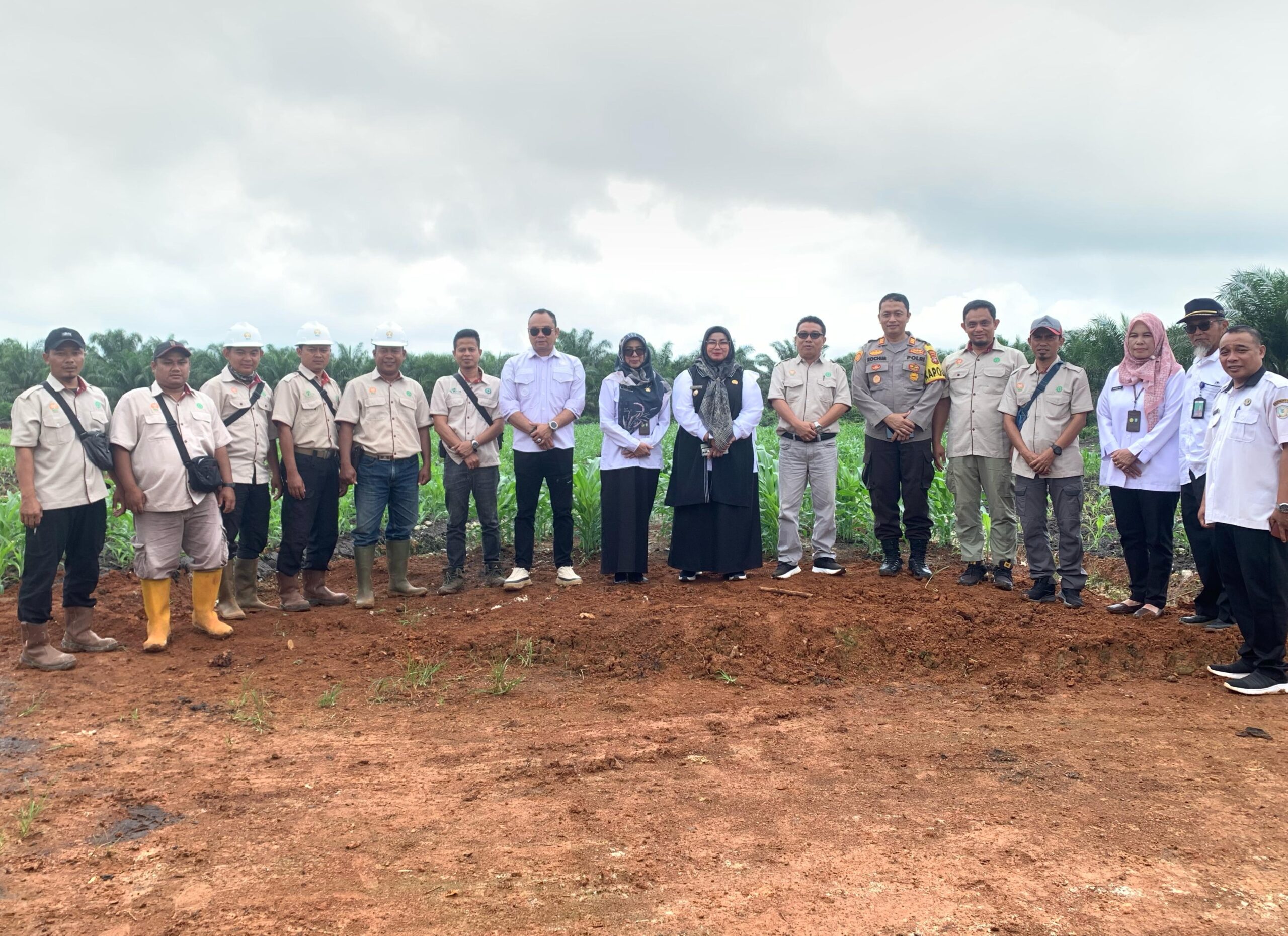 Wabup Kotim Hadiri Panen Raya Jagung PT BPS Cempaga