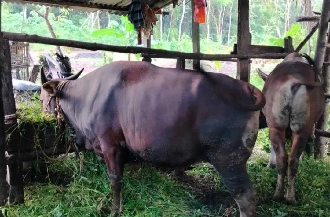 Permintaan Hewan Kurban di Kobar Meningkat Tajam Jelang Idul Adha 1446 H