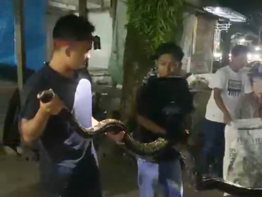 Ular Piton Lima Meter Mangsa Ayam, Warga Kumai Panik