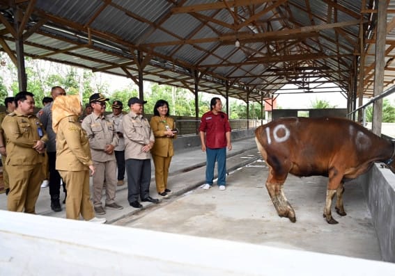 Bupati Nurhidayah Salurkan 147 Sapi Kurban, Wujud Kepedulian ke Desa Jelang Idul Adha