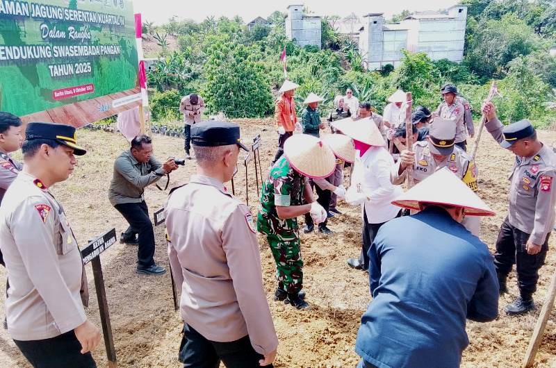 Tanam Jagung Serentak di Barito Utara, Langkah Nyata Menuju Swasembada Pangan 2025