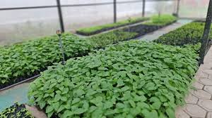 Petani Cabai di Kapuas Dapat Pembekalan Lewat Sekolah Lapang Pengendalian Hama Terpadu