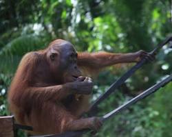 Pemprov Kalteng Dukung Konservasi Orangutan, Jaga Hutan Kalimantan